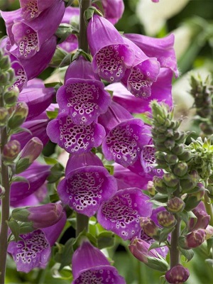 DIGITALIS Dalmatian Purple